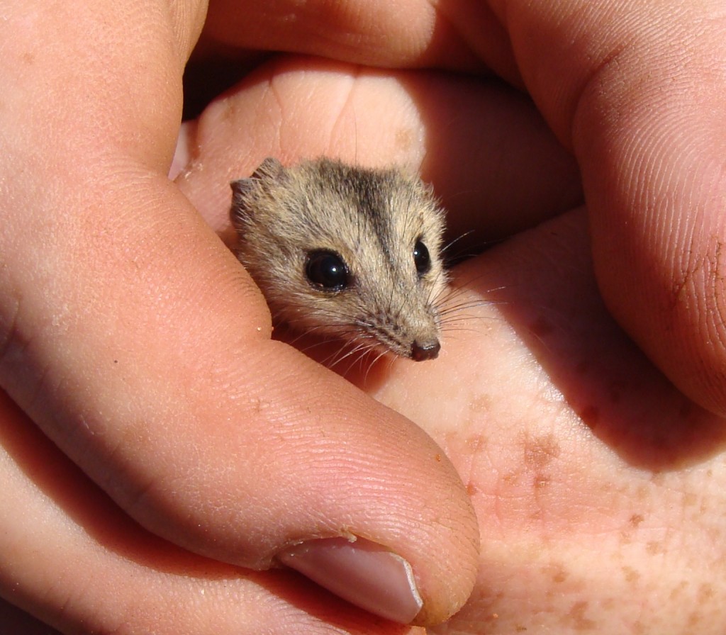 Animal Pest Management ServicesAnimal Pest Management Se