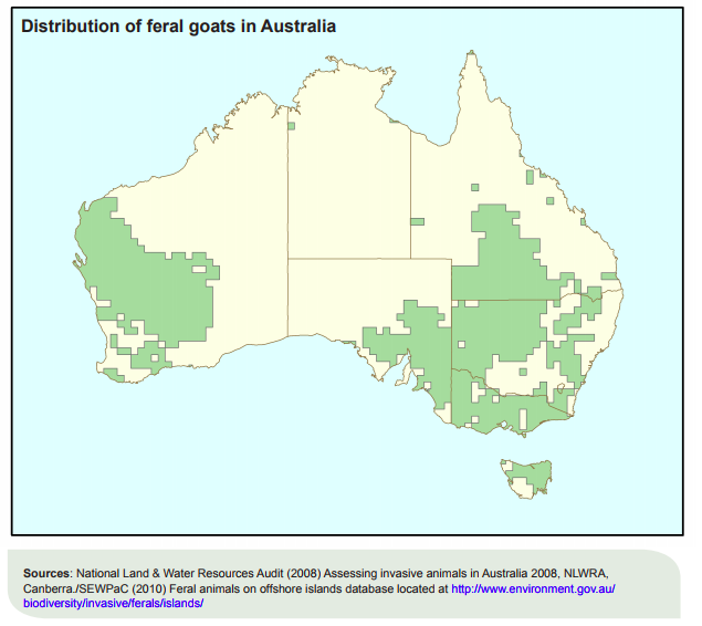 Feral Goats in Australia -Animal Pest Management Services